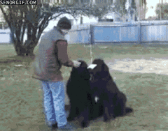 Dog training