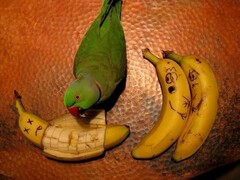 Подробнее о "попугай и бананы"