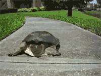 черепаха