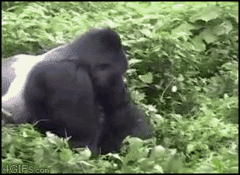 Gorilla drags ohshi