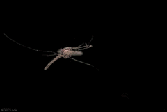 комар попадает под лазер