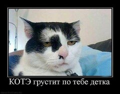 demotivatory Cat F It ru162