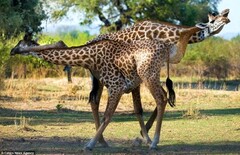 А как ещё жирафам чесать шею...