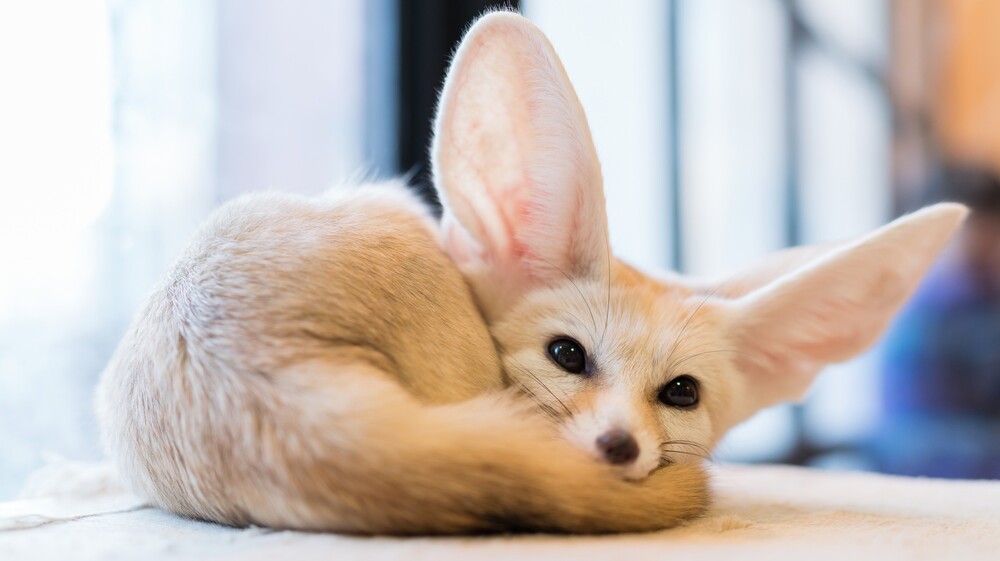 fennec-fox-lisa-fenek-glaza.jpg