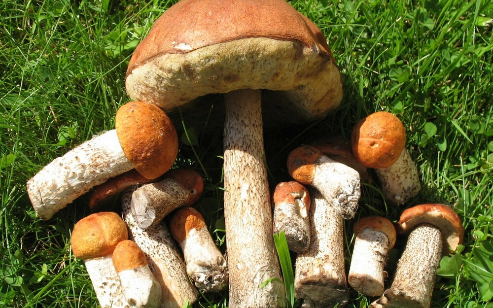 Nature_Mushrooms_Edible_Mushrooms_017039_.jpg