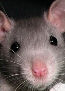 Мышь амбарная