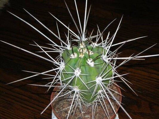 kartinka-7.-cactus-s-dlinnymi-igolkami.jpg