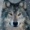 SendiWolf