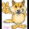 )Dingo(