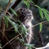 Manul